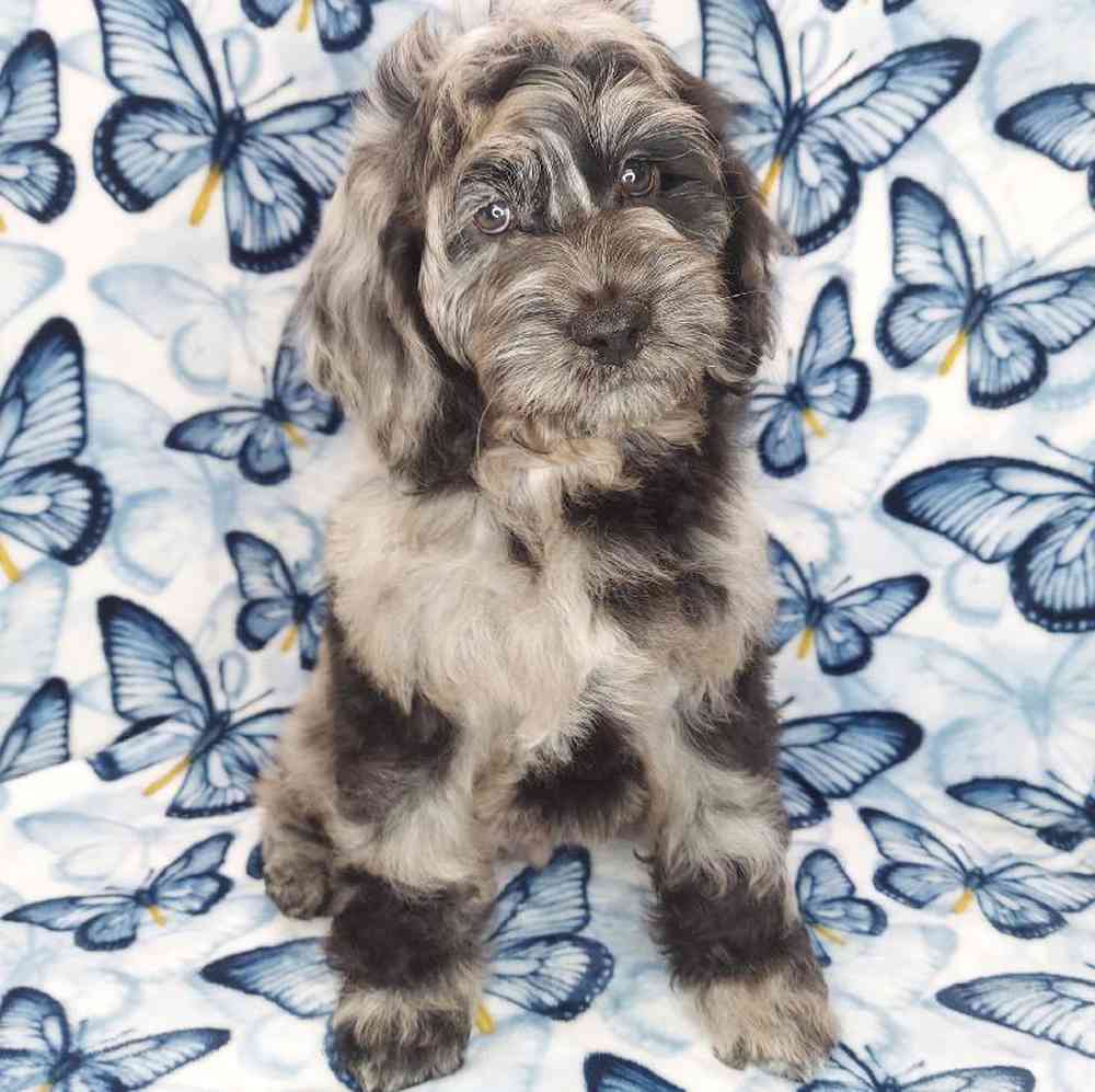 Male Cockapoo Puppy for sale