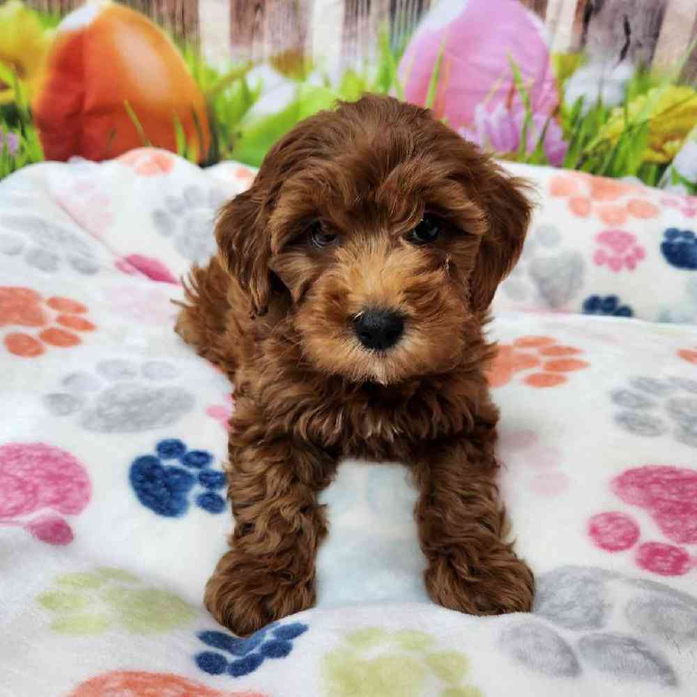 Female Mini Goldendoodle Puppy for Sale in Virginia Beach, VA