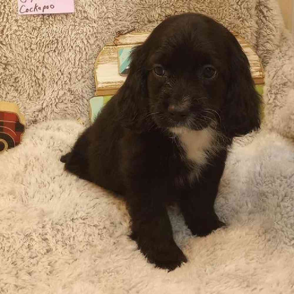 Female Cockapoo Puppy for Sale in Virginia Beach, VA