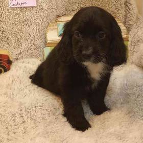 Cockapoo
