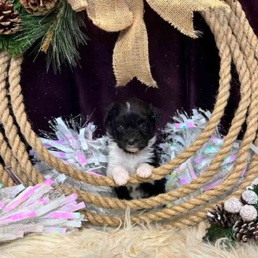 Female Mini Aussiedoodle Puppy for sale