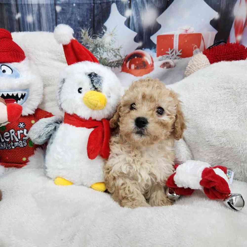 Male Maltipoo Puppy for Sale in Virginia Beach, VA