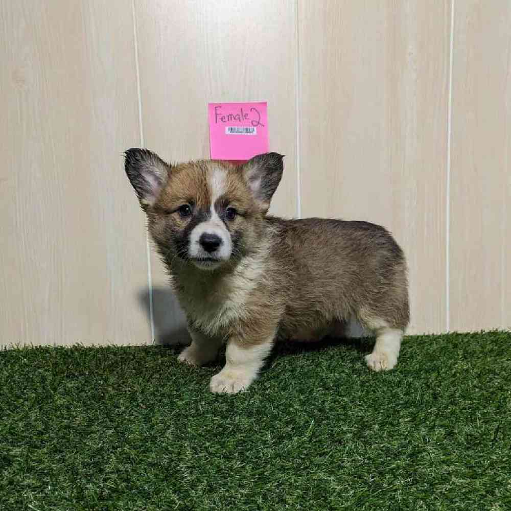 carousel pet images