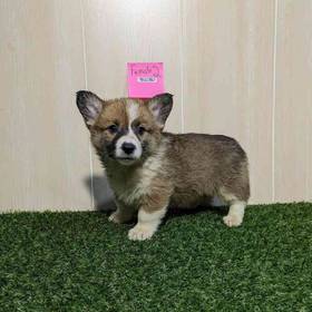 Pembroke Welsh Corgi
