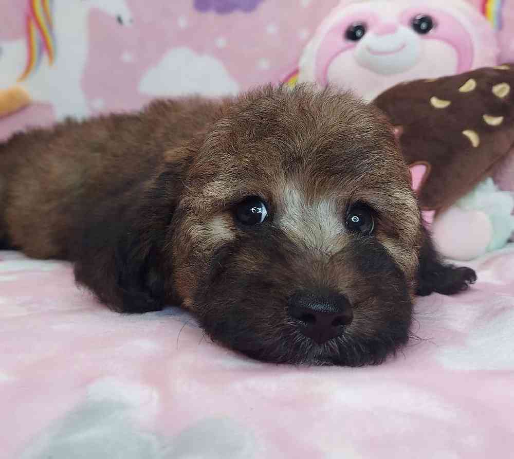 Female Mini Goldendoodle Puppy for sale