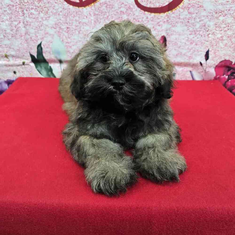 Male Shipoo Puppy for Sale in Virginia Beach, VA