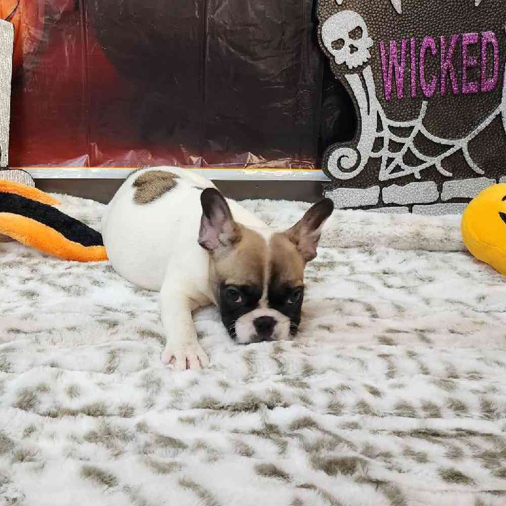 Female French Bulldog Puppy for sale