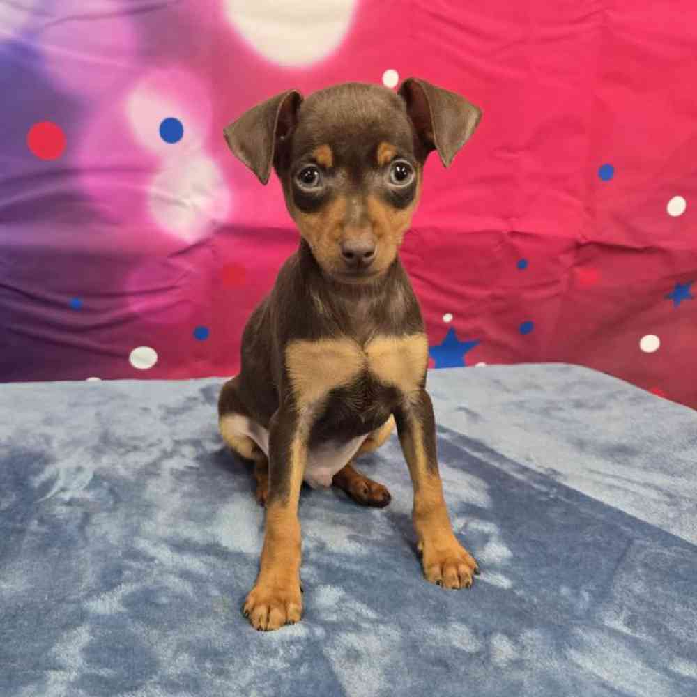 Male Min Pin Puppy for Sale in Virginia Beach, VA