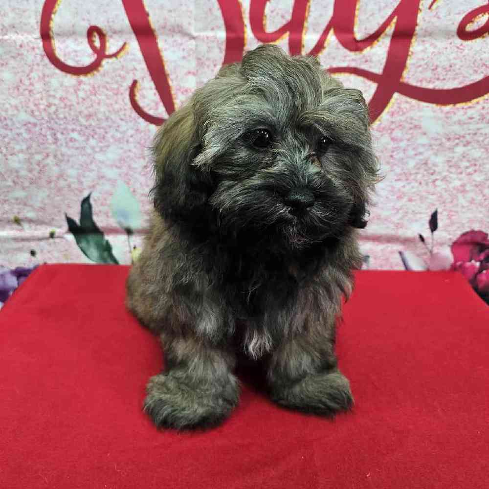 Male Shipoo Puppy for Sale in Virginia Beach, VA