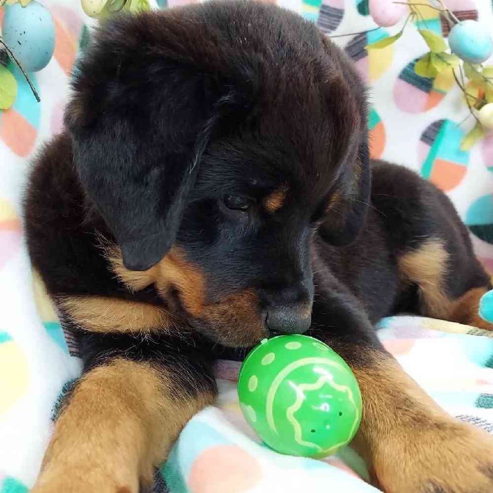 Female Rottweiler Puppy for sale