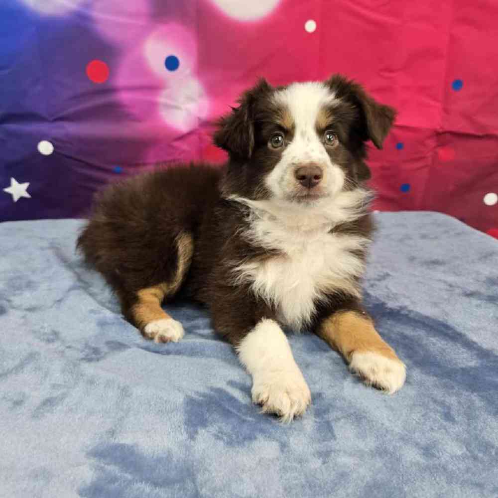 Female Mini Aussie Puppy for Sale in Virginia Beach, VA
