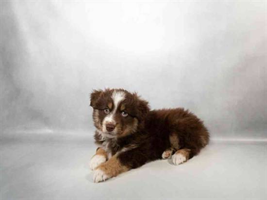 Australian Shepherd