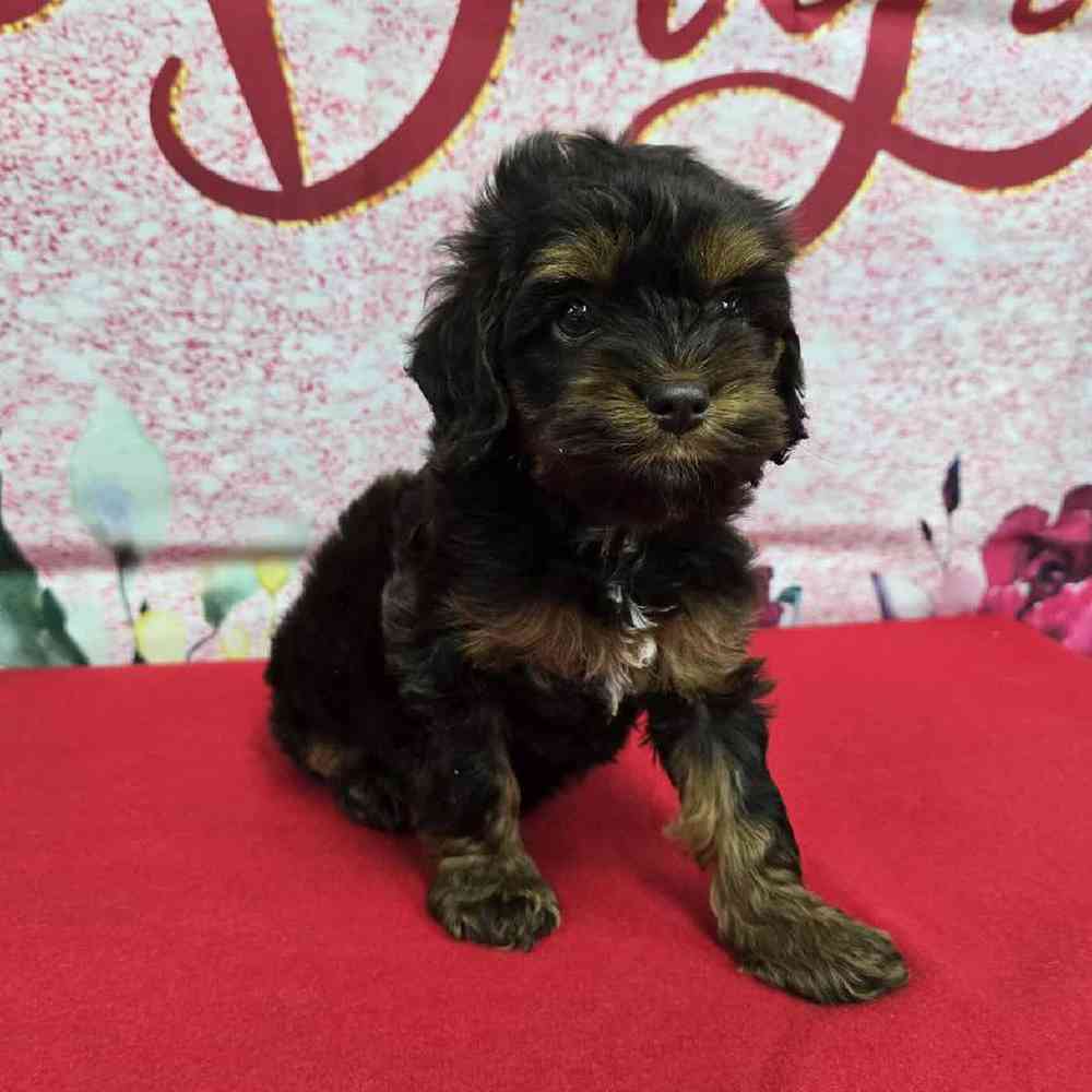 Female Cockapoo Puppy for Sale in Virginia Beach, VA