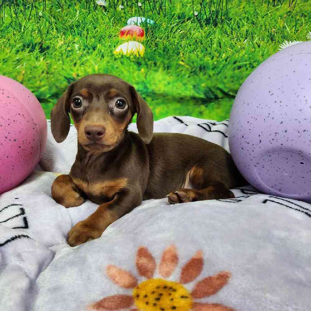 Male Dachshund Puppy for Sale in Virginia Beach, VA