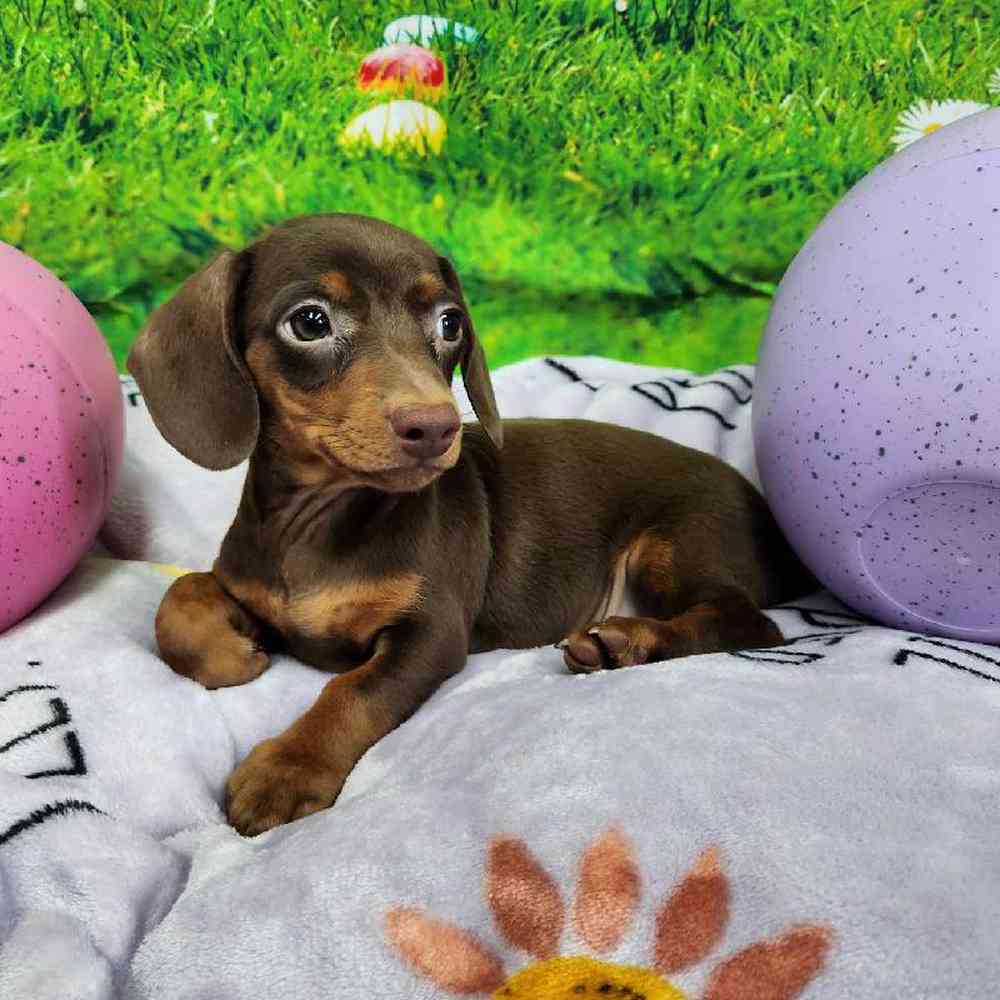 Male Dachshund Puppy for Sale in Virginia Beach, VA