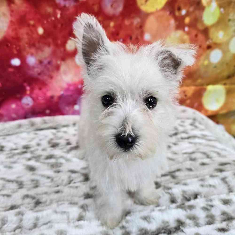 Female West Highland White Terrier Puppy for Sale in Virginia Beach, VA