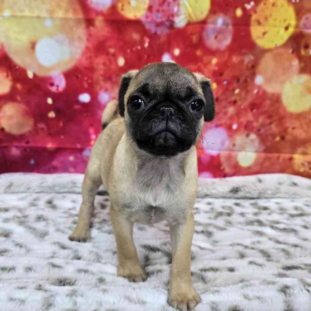 Female Pug Puppy for Sale in Virginia Beach, VA