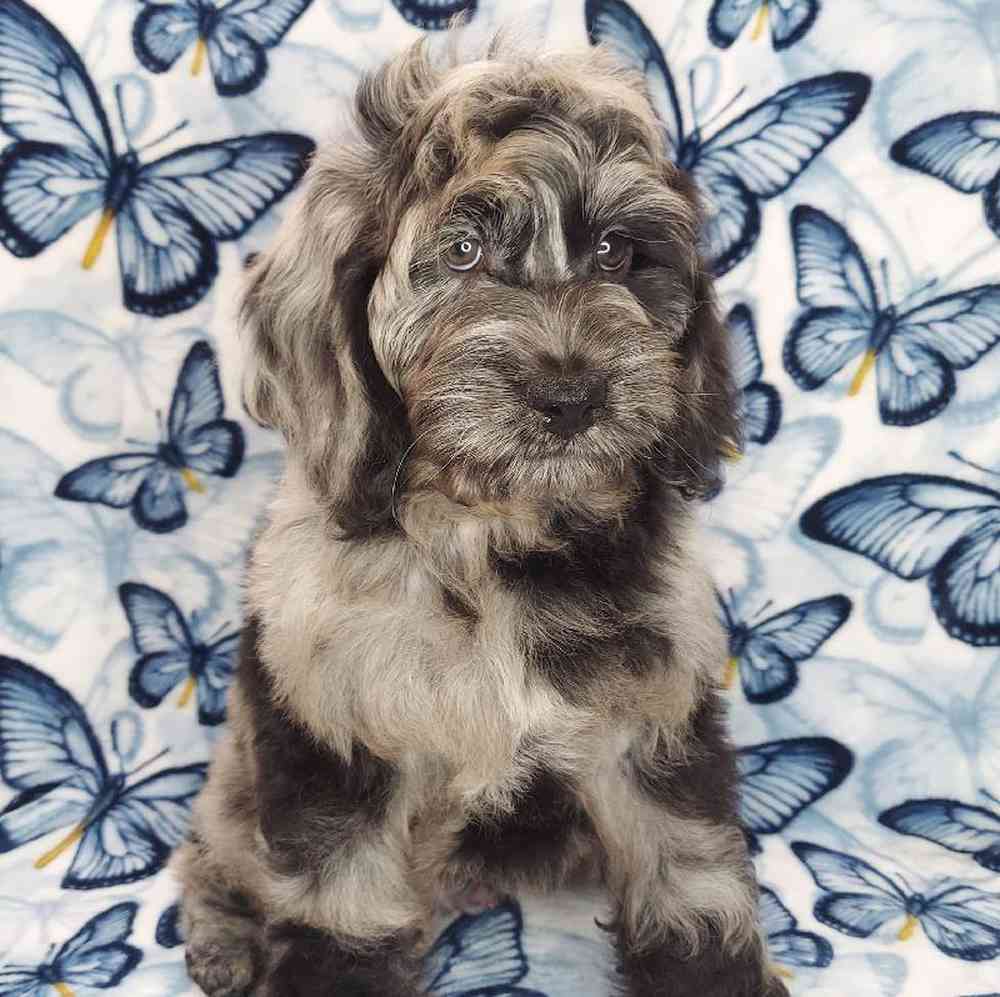 Male Cockapoo Puppy for sale