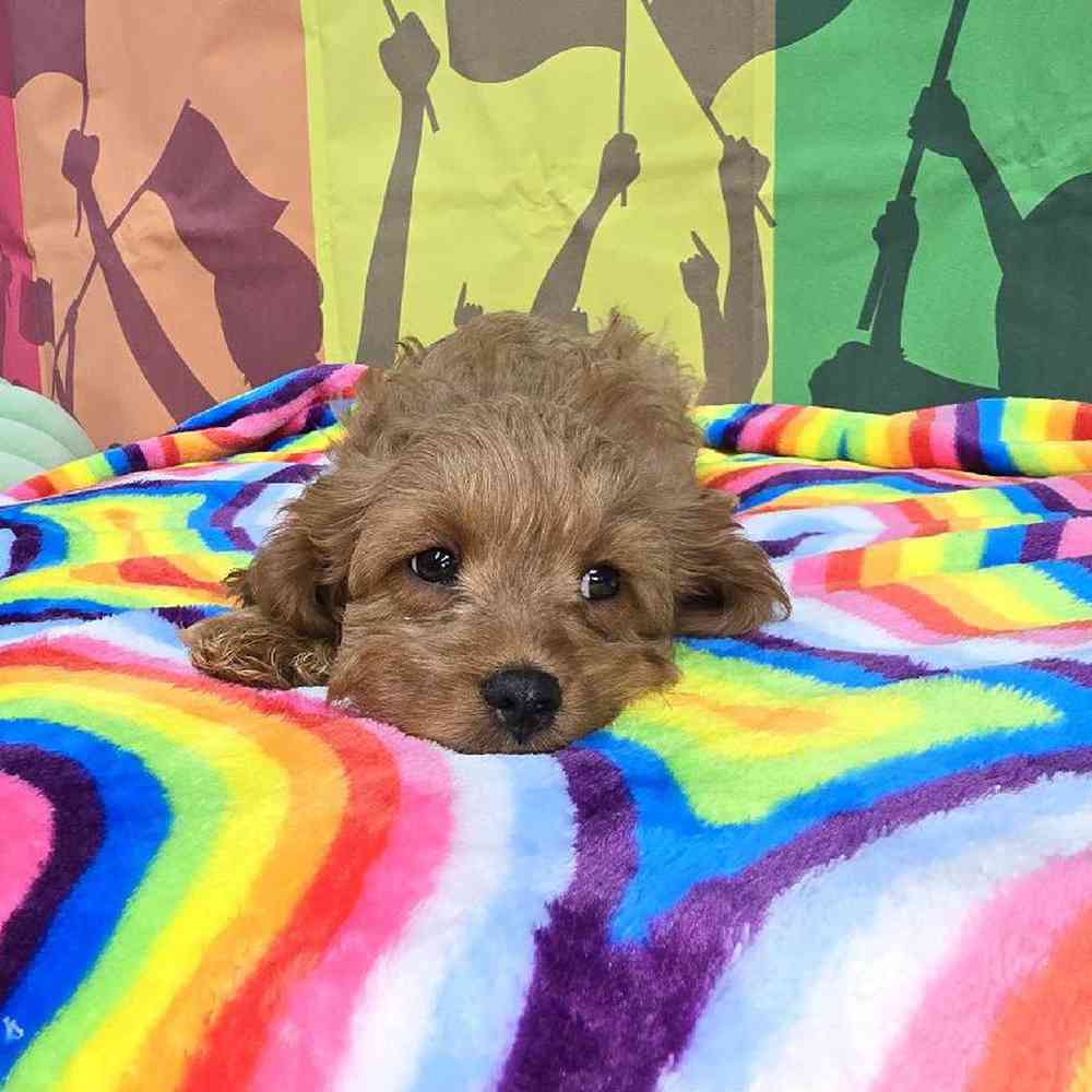 Male Cavapoo Puppy for Sale in Virginia Beach, VA