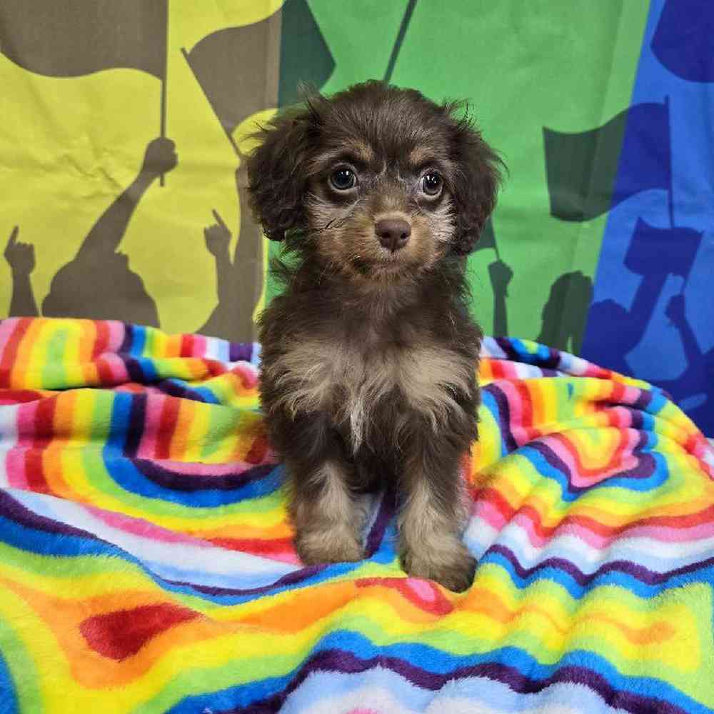 Female Cockapoo Puppy for Sale in Virginia Beach, VA