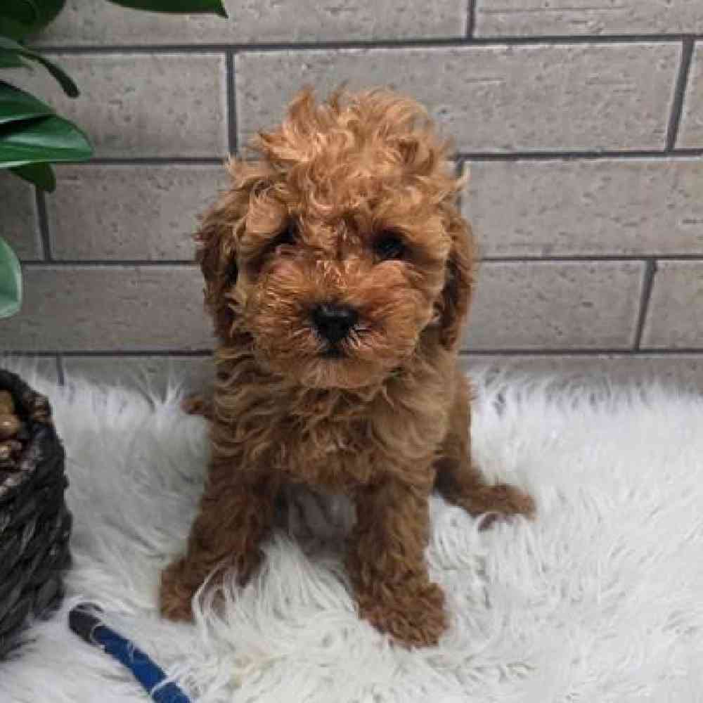 Image of a pet breed in the gallery