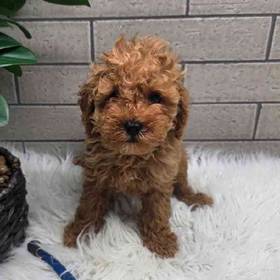 Cavapoo