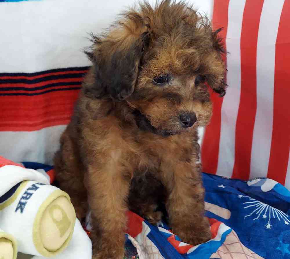 Male Maltipoo Puppy for sale