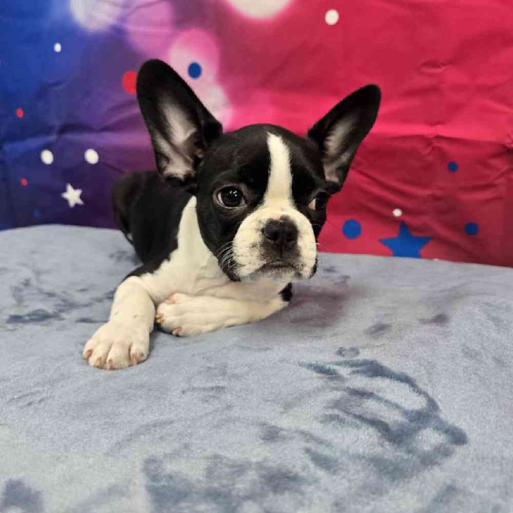 Female Frenchton Puppy for Sale in Virginia Beach, VA