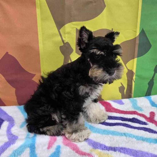 Mini Schnauzer