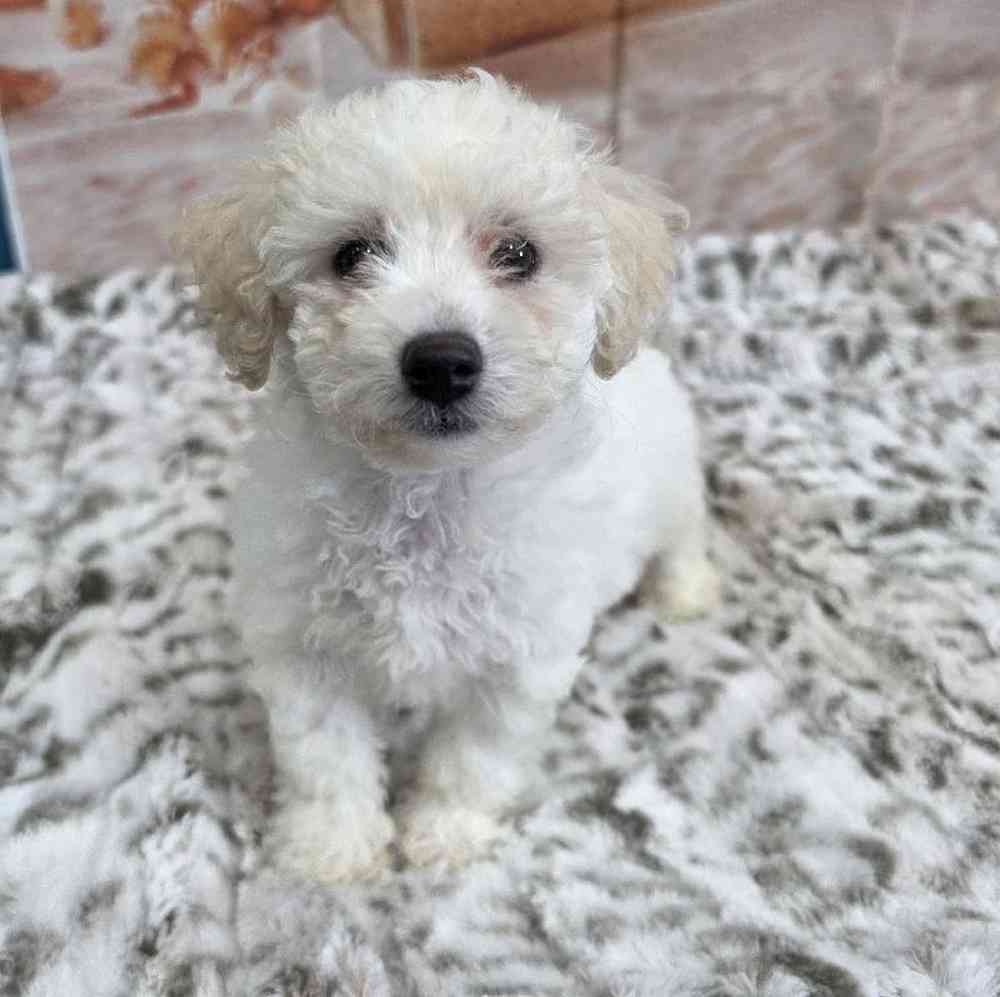 Female Bichon Puppy for Sale in Virginia Beach, VA