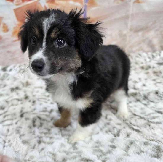 Mini Aussie