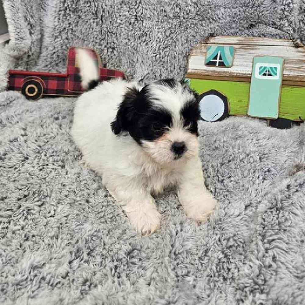 Female Teddy Bear Puppy for Sale in Virginia Beach, VA