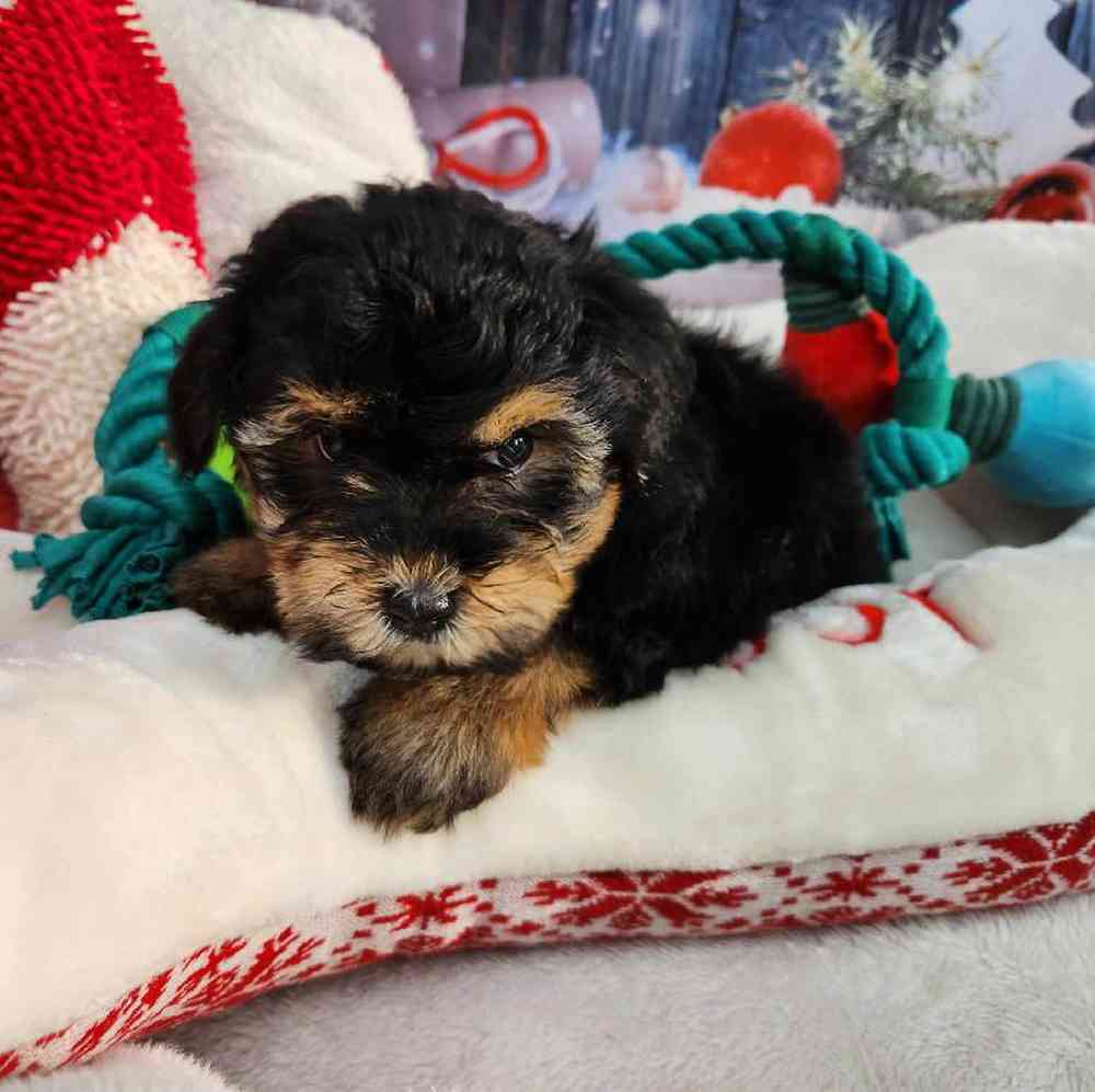 Female Morkie Puppy for Sale in Virginia Beach, VA