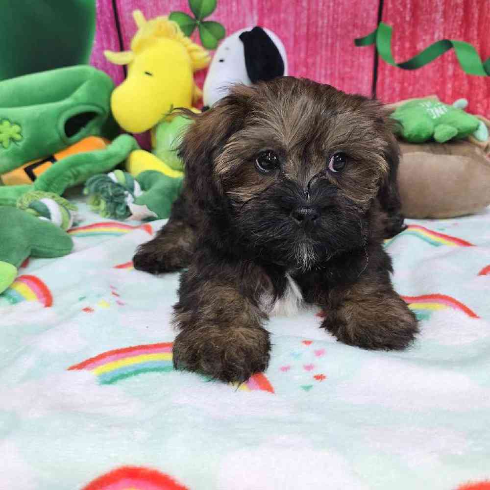 Female Shipoo Puppy for Sale in Virginia Beach, VA
