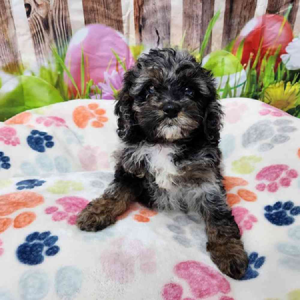 Male Cockapoo Puppy for Sale in Virginia Beach, VA