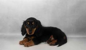 Dachshund