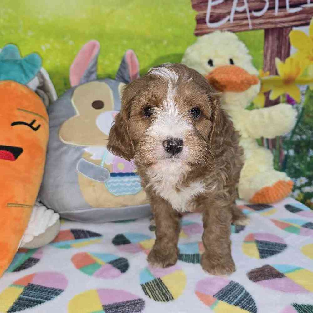 Male Cavapoo Puppy for Sale in Virginia Beach, VA