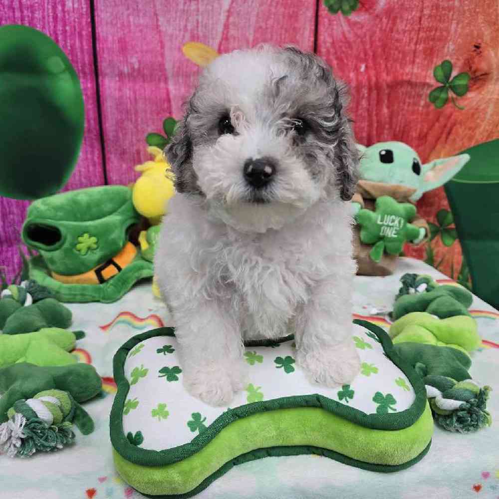 Female Maltipoo Puppy for Sale in Virginia Beach, VA