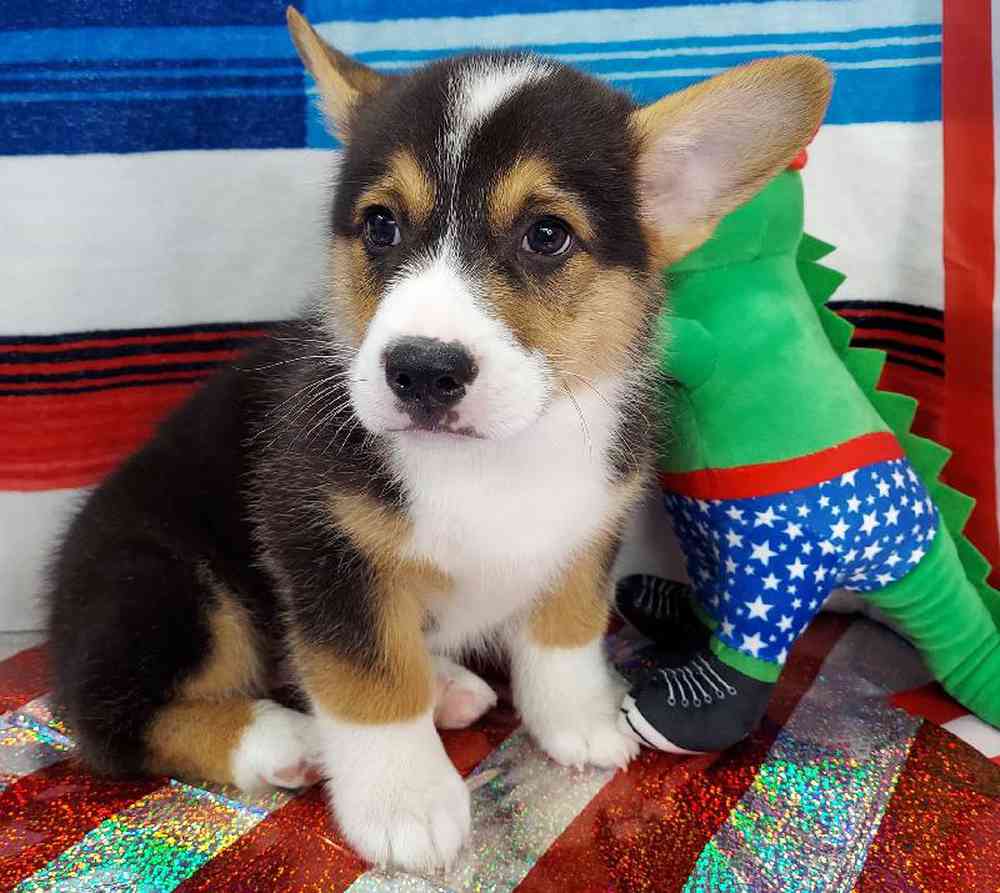 Male Pembroke Welsh Corgi Puppy for sale