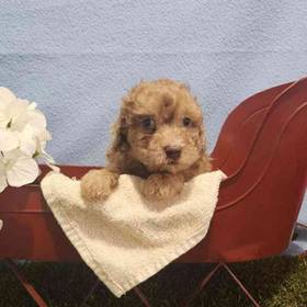 Yorkie-Poo