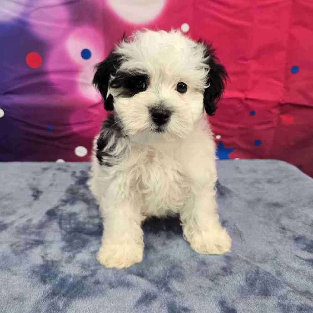 Male Maltipoo Puppy for Sale in Virginia Beach, VA