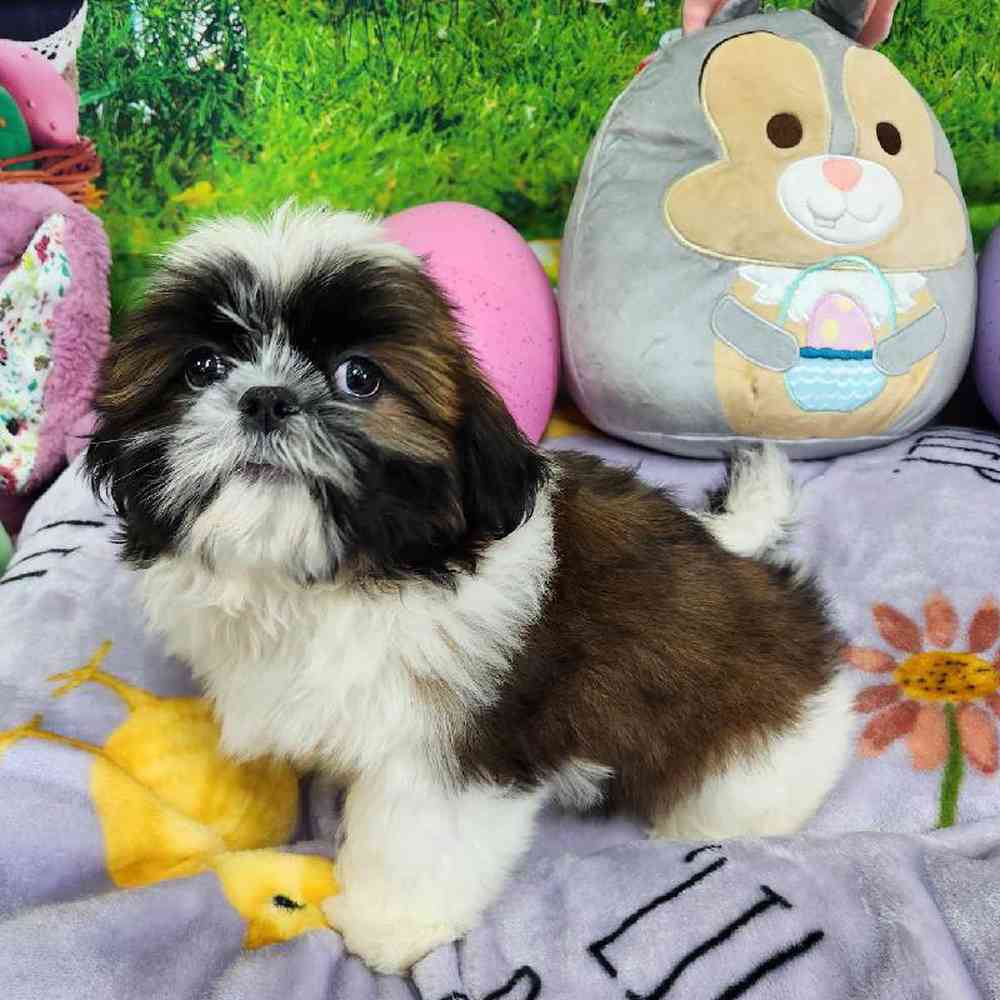 Male Shih Tzu Puppy for Sale in Virginia Beach, VA