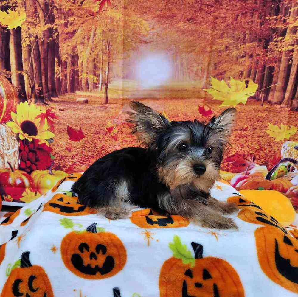 Male Yorkie Puppy for Sale in Virginia Beach, VA
