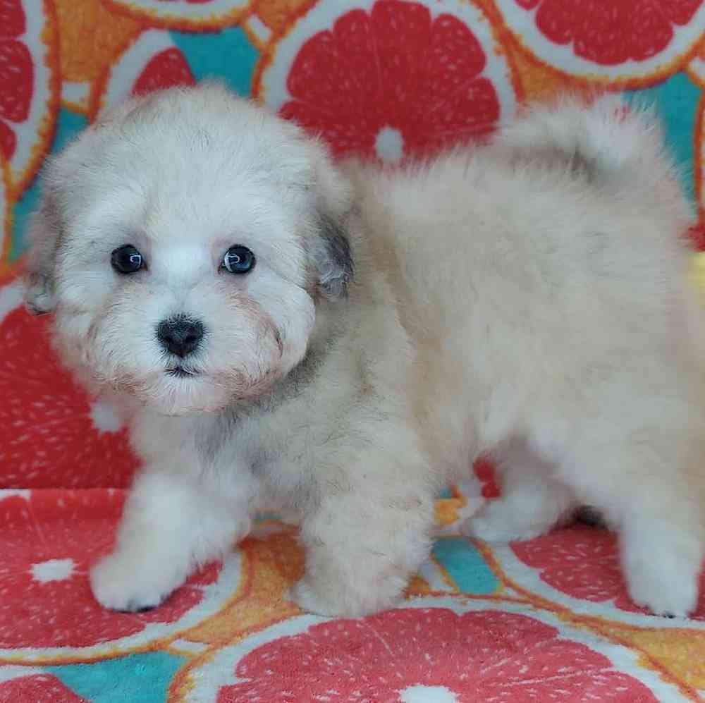 Male Maltipoo Puppy for sale