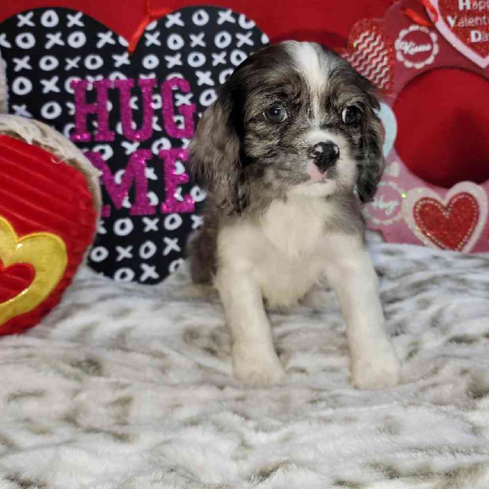Female Cockapoo Puppy for Sale in Virginia Beach, VA