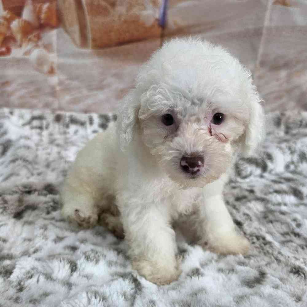 Male Poodle Toy Puppy for Sale in Virginia Beach, VA