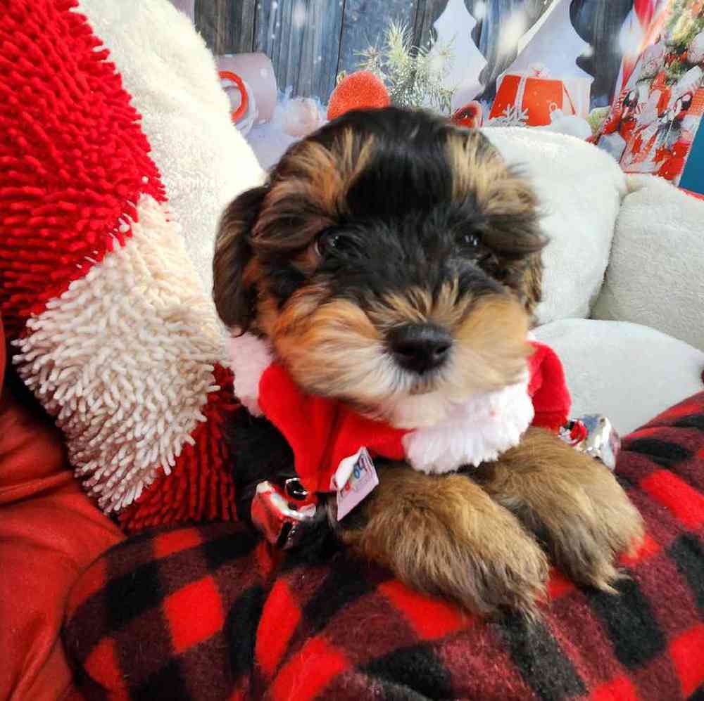 Male Morkie Puppy for Sale in Virginia Beach, VA