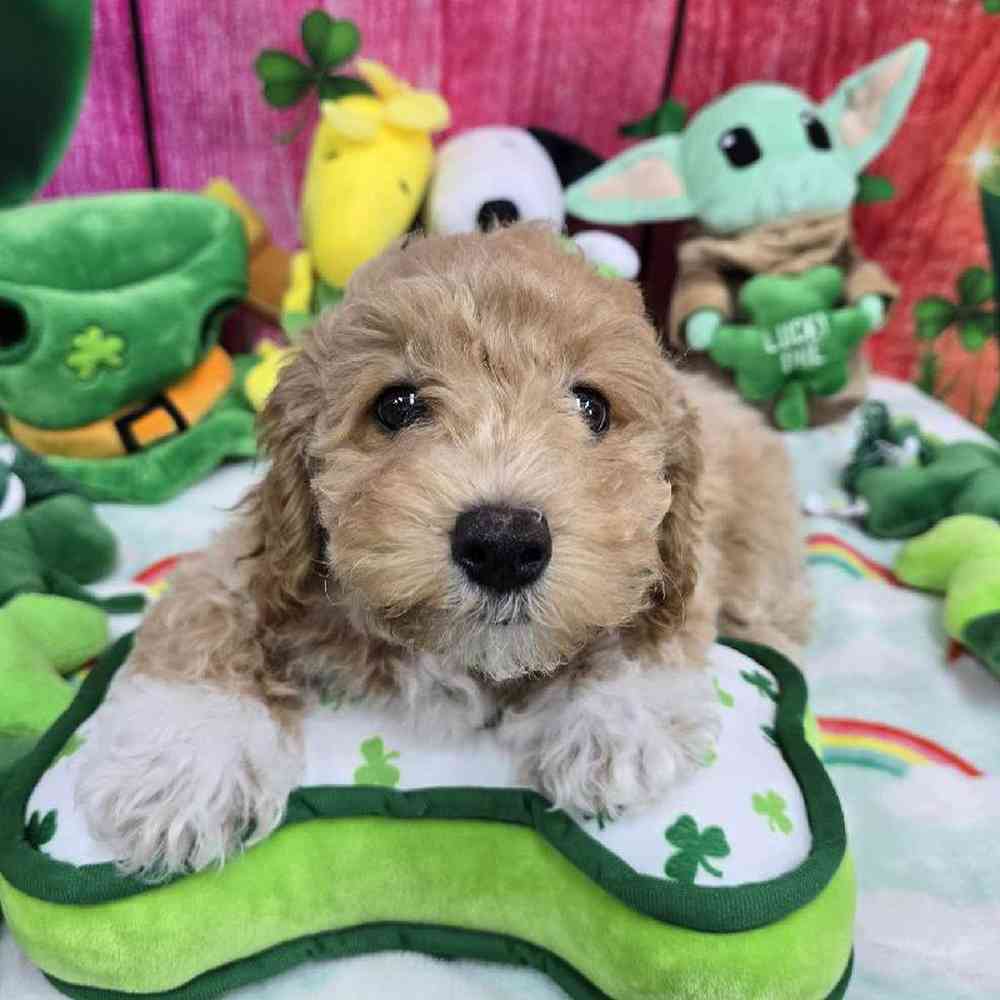 Male Bichonpoo Puppy for Sale in Virginia Beach, VA