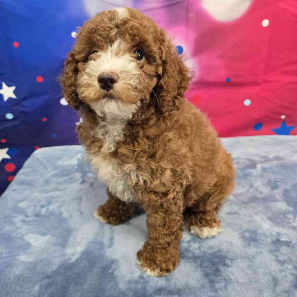 Male Poodle Puppy for Sale in Virginia Beach, VA