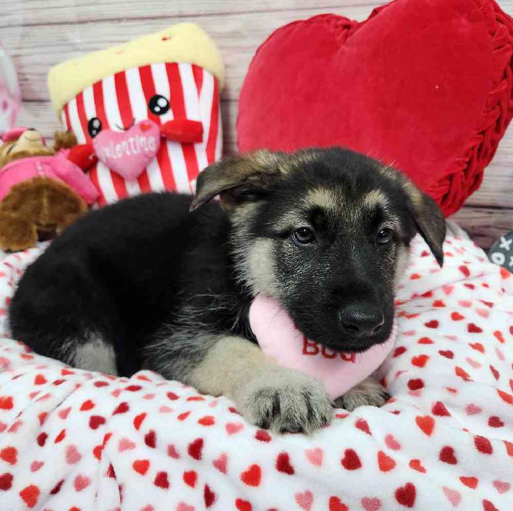Male German Shepherd Puppy for Sale in Virginia Beach, VA
